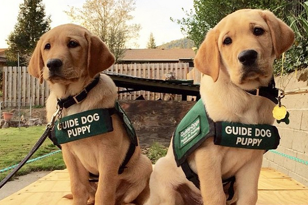 best seeing eye dogs