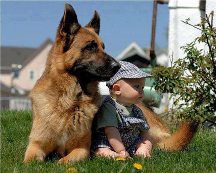 protective dog