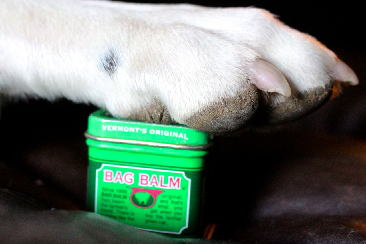 can you put bag balm on dogs